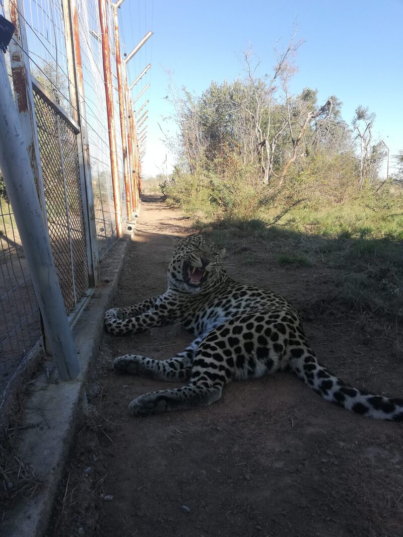 "Chui" männlicher Leopard, kein Fan von Fotos